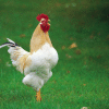 rooster