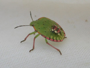 Cover photo for Treating Stink Bugs in Late Soybeans