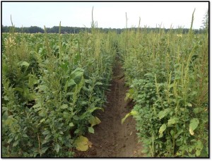 Cover photo for Weed Seed Contamination in US Produced Flue-Cured Tobacco Leaf