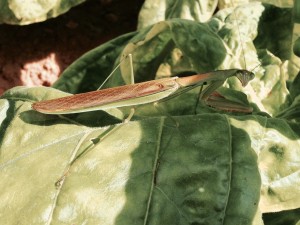 Cover photo for Tobacco Insect Scouting Report, September 18 2015