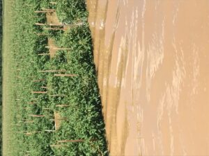 Cover photo for Guidance for Industry: Evaluating the Safety of Flood-Affected Food Crops for Human Consumption