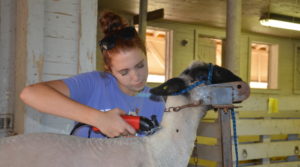 Cover photo for 2017 4-H Farm Credit Livestock Showmanship Circuit Award Winners