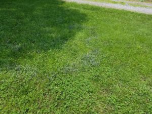 Cover photo for May Weather Brings Slime Mold to Lawns
