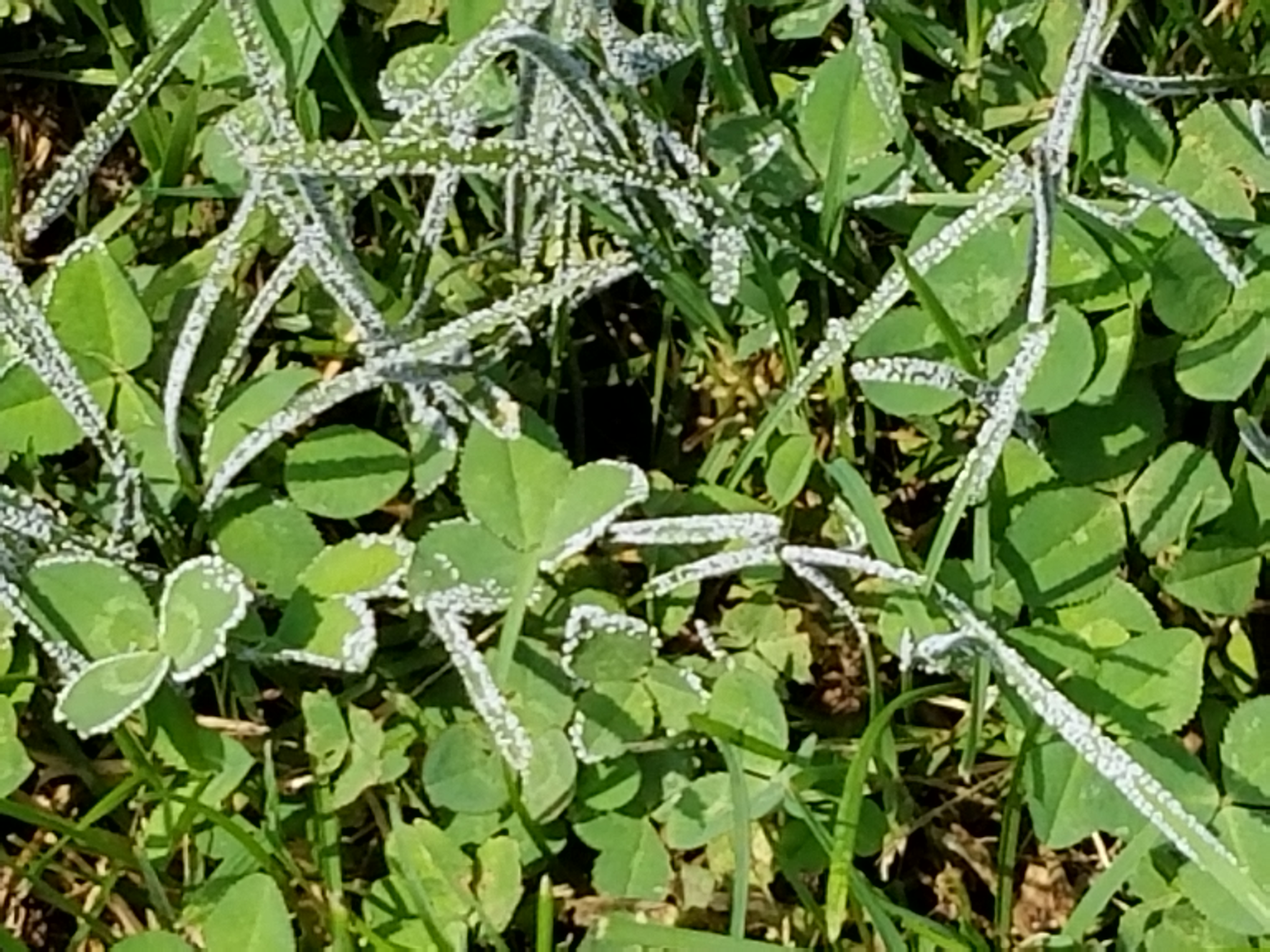 Slime mold on turn image 3