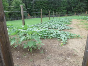 Cover photo for 2018 Cucumber Variety Disease Trial in Rockingham County
