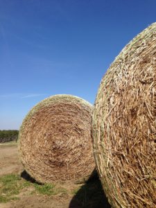 Cover photo for 2018 Hay Show Results at NC State Fair