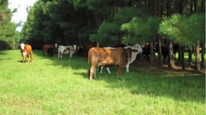 Cover photo for Are You a Landowner Interested in Working With Beginning Meat Producers?  We Need You!