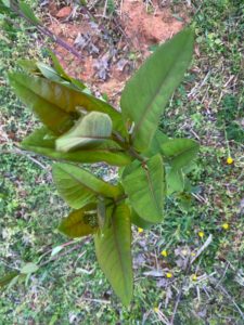 Milkweed