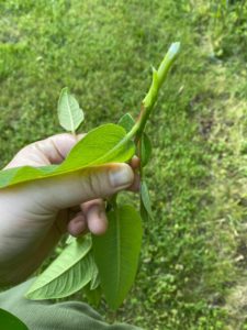 Milkweed