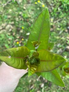 Milkweed