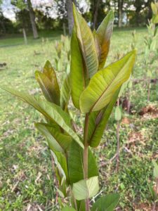 Milkweed