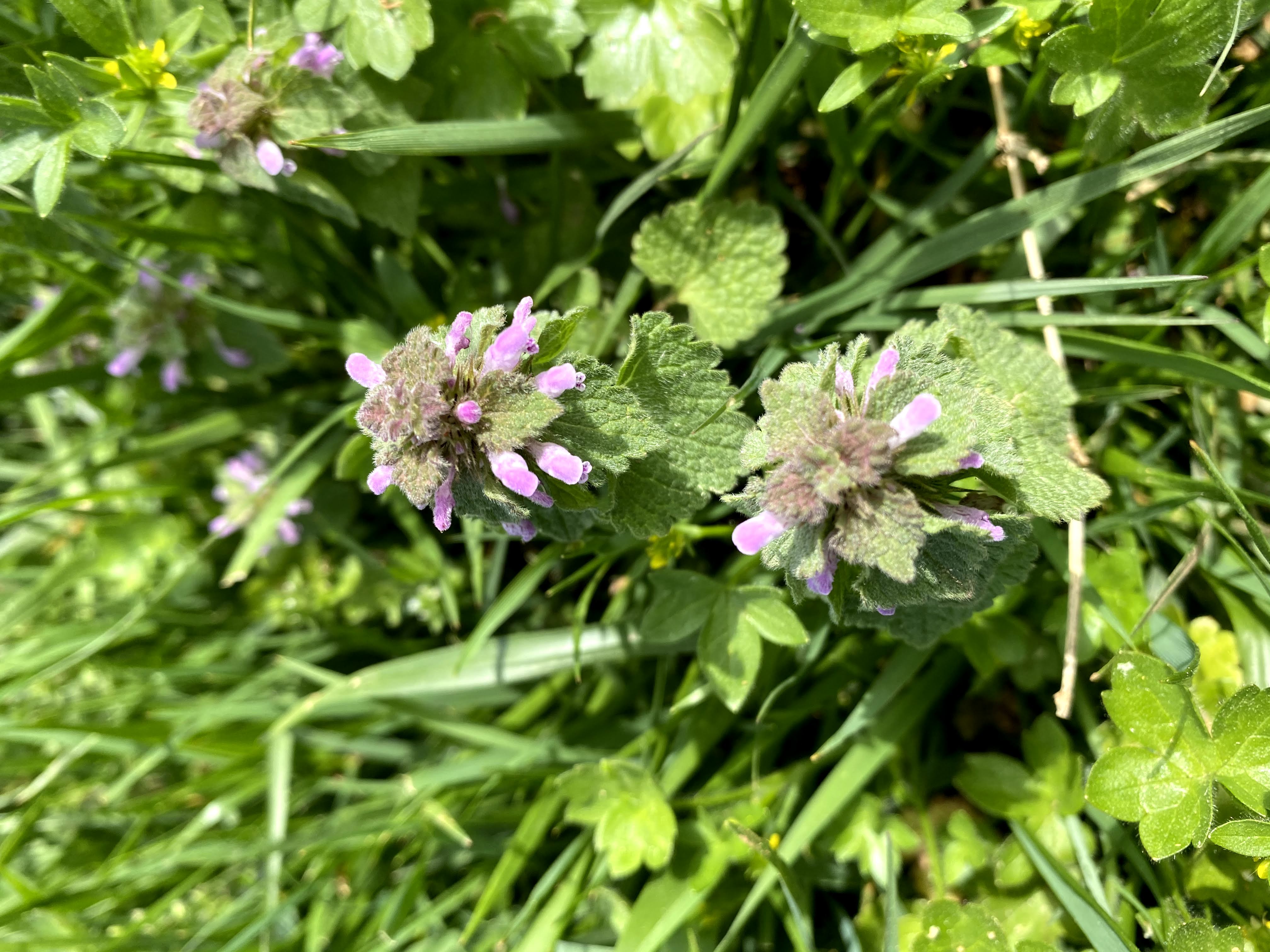 Purple Deadnettle