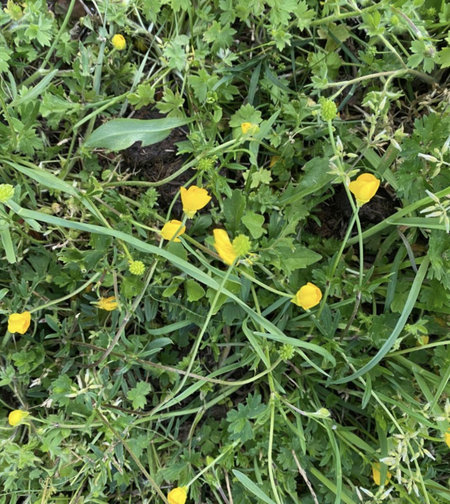 oregon buttercup weed herbicides