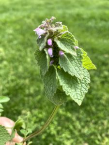 Cover photo for Purple Deadnettle - Weed ID Wednesday