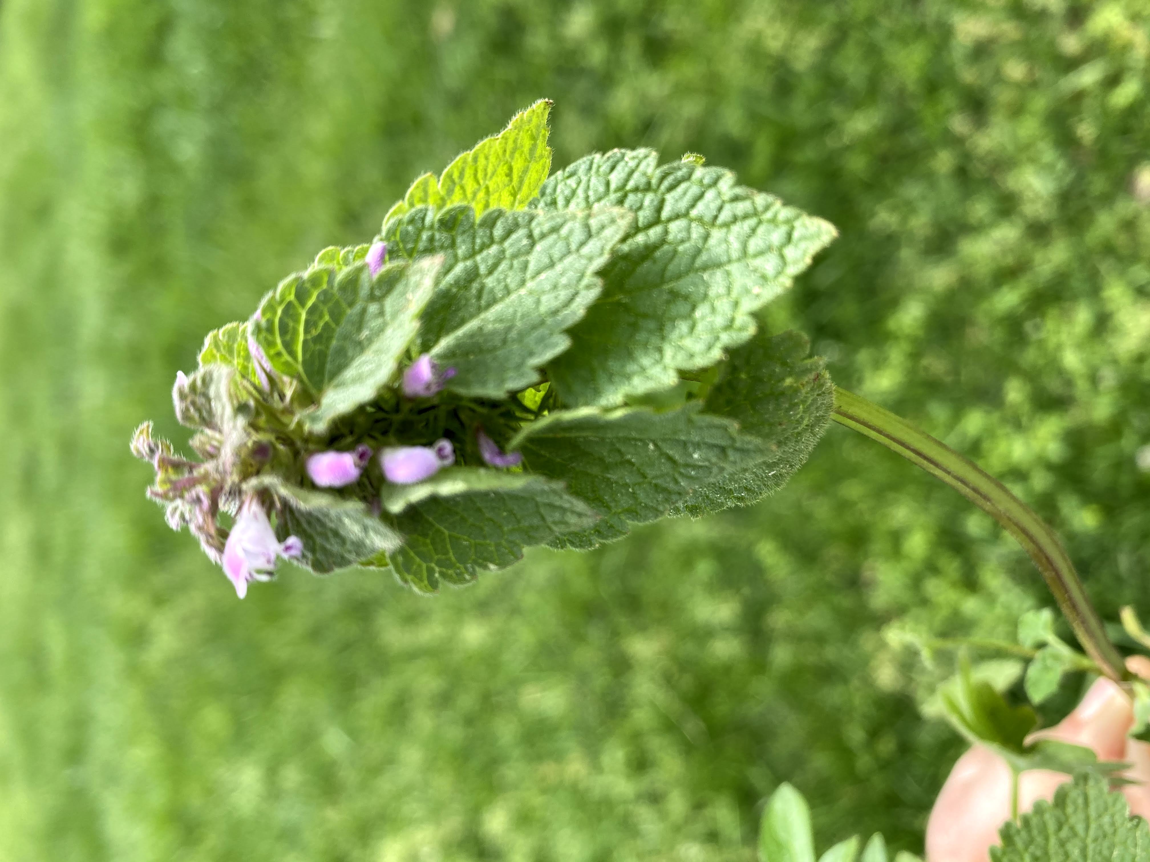 purple deadnettle weeds with purple flowers