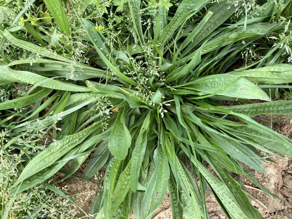 Plantain Weed Identification