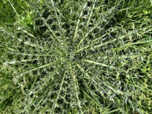 Thistle in Rosette Stage