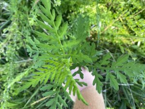 Common ragweed