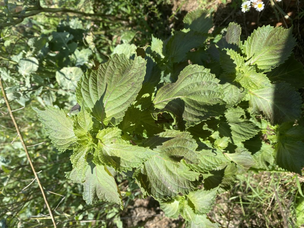 Perilla Mint Weed Id Wednesday Nc Cooperative Extension