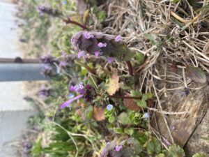 Cover photo for Henbit vs. Purple Deadnettle - Weed ID Wednesday