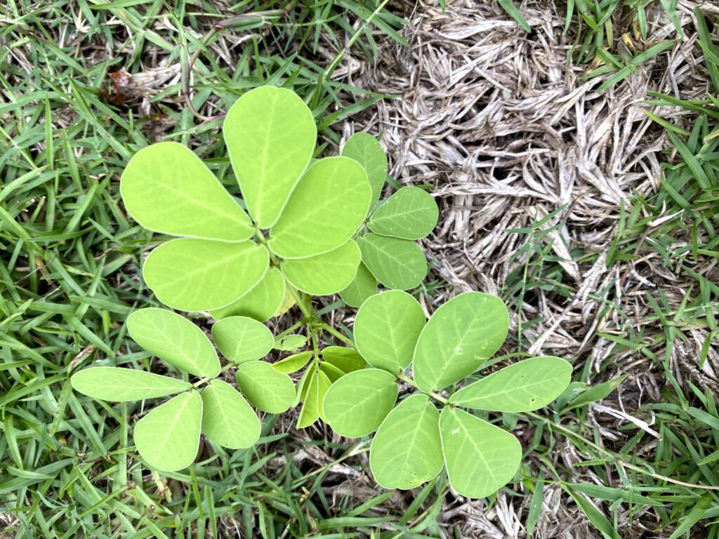 Sicklepod – Weed ID Wednesday | N.C. Cooperative Extension