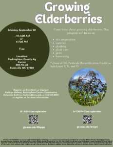 Cover photo for Growing Elderberries